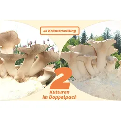 Bio Kräuterseitling im Doppelpack