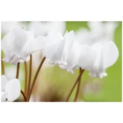 Cyclamen hederifolium 'Album', Alpenveilchen, weiß, ca. 9x9 cm Topf