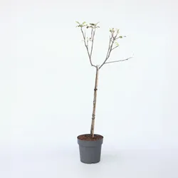 Plant in a Box - Apfelbaum - Malus domestica 'Elstar' - Höhe 90-100cm - Topf 21cm