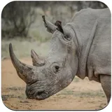 Untersetzer aus Kork – Weiße Nashorn Wildlife Savanne Afrika – 1 Stück (95 x 95 mm)