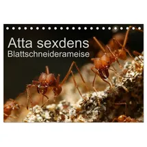 Calvendo Atta sexdens - Blattschneiderameise (Tischkalender 2026 DIN A5 quer), CALVENDO Monatskalender: Atta sexdens, eine Blattschneiderameise aus Südamerika. (CALVENDO Tiere)
