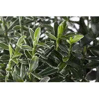 Pflanzen Für Dich Euonymus japonicus 'Microphyllus Variegata' buntlaubig, ca.