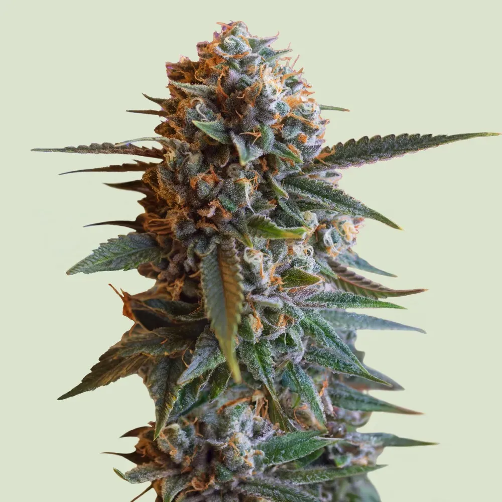 Royal Queen Seeds Mexican Rush 3 Samen