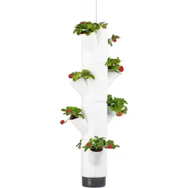 Gusta Garden Sissi Strawberry 27 x 27 x 77 cm Weiß