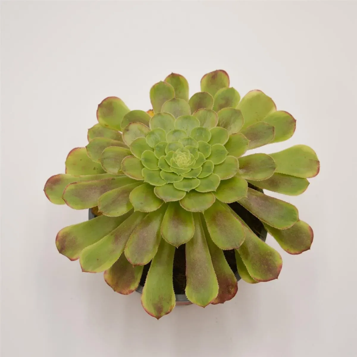 Aeonium Fiesta - 13cm