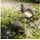 esotec Wasserspeier Ente Solar Komplettset