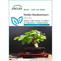 SAFLAX - Bonsai - Weißer Maulbeerbaum - 200 Samen