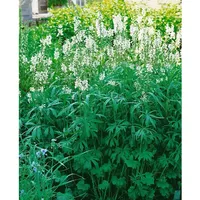Pflanzen Für Dich Sidalcea candida, Weiße Prachtscharte ca. 9x9