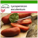 Saflax - Tomate - San Marzano - 10 Samen - Mit keimfreiem Anzuchtsubstrat - Lycopersicon esculentum