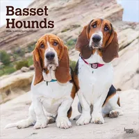 Brown trout-auslieferer flechsig Basset Hounds 2026 - 16-Monatskalender