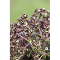 Pflanzen Für Dich Sedum album, weißblühend, ca. 9x9 cm