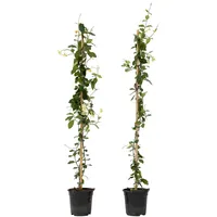 Plant in a Box - Sternjasmin - 2 Stk