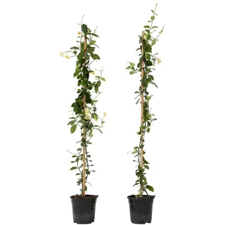 Plant in a Box - Sternjasmin - 2 Stk - Trachelospermum jasminoides - Höhe 110-120cm - Topf 17cm