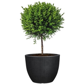 Scheurich Pflanzgefäß Barceo Ø 47 x 47 cm Stony black