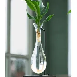 Dehner Waterplant Drachenbaum, Dracaena fragrans Burley, mit LED, Grün