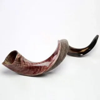 Shofarot Israel Jemenitisches Kudu-Horn-Schofar, 71,1 - 78,9 cm, koscher, hergestellt in Israel, weiß, modern