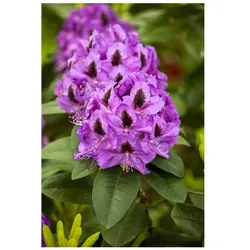 Rhododendron Hybr. 'Orakel', Rhododendron, 40–50 cm, rosa Blüten