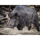 Malen nach Zahlen für Erwachsene, Anfänger, Wildschwein-Acryl, Malen nach Zahlen, Anfänger, einfaches Malen nach Zahlen für Erwachsene, Kinder, Malen nach Zahlen, Dekoration, Geschenk