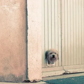 Relaxdays Haustierklappe 4 Wege