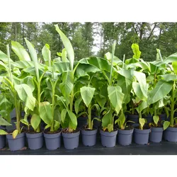 Bananenstaude Banane Musa Basjoo 120 - 150 cm winterhart Staude japanische Faserbanane