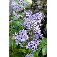 Pflanzen Für Dich Aster cordifolius 'Blue Heaven', Herz-Aster, blau,