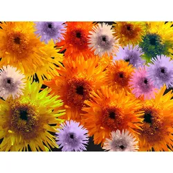 Fototapete PAPERMOON "BLUMEN-COLLAGE-BUNT STRAUßPFLANZEN ORCHIDEEN FANTASIE", bunt, B:3,50m L:2,60m, Vlies, Tapeten
