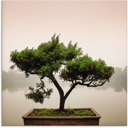 Artland Glasbild Chinesischer Bonsaibaum, Bäume (1 Stück) grün 30 cm x 30 cm