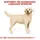 Royal Canin Labrador Retriever Adult 3 kg