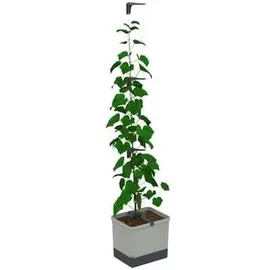 Gusta Garden Curt Cucumber Pflanzkasten 34,7 x 28,1 x 13,8 cm hellgrau