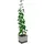 Gusta Garden Curt Cucumber Pflanzkasten 34,7 x 28,1 x 13,8 cm hellgrau