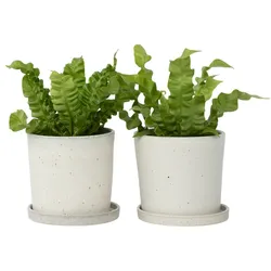 Plant in a Box Nestfarn - Asplenium nidus Crispy Wave Höhe 25-40cm