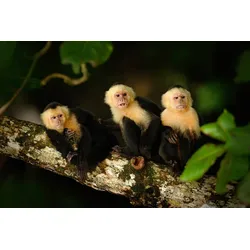 Fototapete PAPERMOON "KAPUZINER-AFFEN-TIERE AMAZON DSCHUNGEL REGENWALD NATUR", bunt, B:2,50m L:1,86m, Vlies, Tapeten