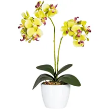 Creativ green Kunstpflanze Phalaenopsis Orchidee, Creativ green, Höhe 50 cm grün