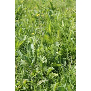 RSM-Rasensamen 2.4 Gebrauchsrasen Kräuterrasen 1kg