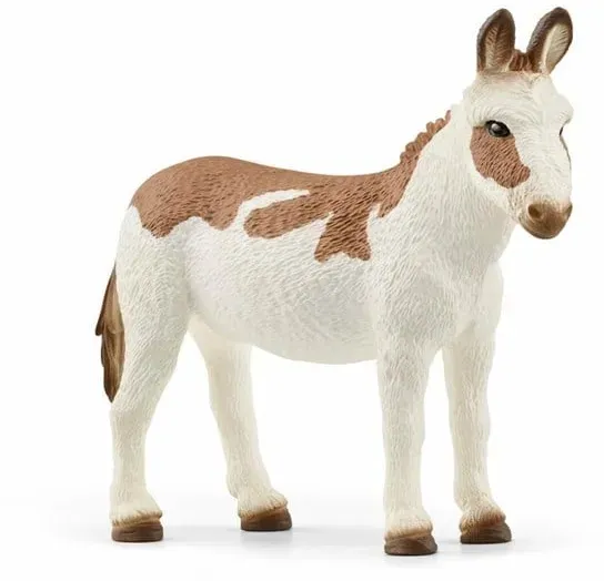 American Spotted Donkey