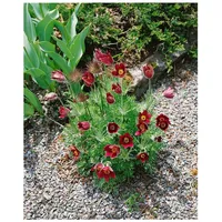 Pflanzen Für Dich Pulsatilla vulgaris 'Rubra', Küchenschelle, rot, ca.