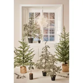 ib laursen Zederbaum im Topf, Höhe 120, Ø 60 cm