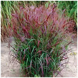Stauden Gänge 3 x Panicum virgatum 'Squaw' Feuerrote Rutenhirse winterhart