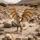 Schleich Harry Potter Ungarischer Hornschwanz 13989