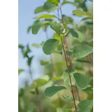 Pflanzen Für Dich Amelanchier alnifolia 'Obelisk', Felsenbirne, aufrecht, 40–60 cm