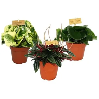 EXOTENHERZ Zwergpfeffer-3Er Set Peperomia Eden-Mix 3 Pflanzen im 12cm Topf