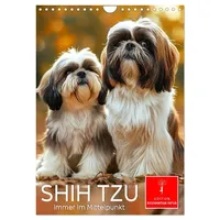 Calvendo Shih Tzu - immer im Mittelpunkt (Wandkalender 2026