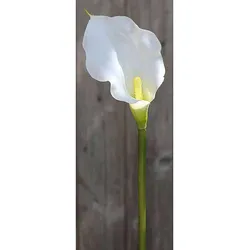 Künstliche Calla, 54 cm, Real Touch, weiß