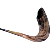 Schofar Schofar Jerusalem Shofar Kosher koscher Rams Horn Polished Natural Sound in Geschenkbox chofar Showfar jüdisches instrument chofar handgearbeitet