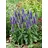 pflanzen-für-dich.de Pflanzen für Dich Staude Veronica spic. Ulster Dwarf Blue, 1 St., Ähriger Ehrenpreis, Ehrenpreis blau