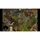 Siedler History Collection PC Budget