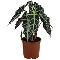Dehner Pfeilblatt Ø Alocasia amazonica, Polly, Dunkelgrün