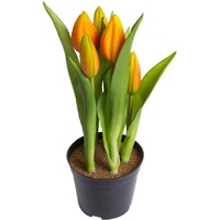 my home Kunstblume »Tulpenpflanze mit 5 Knospen«, orange