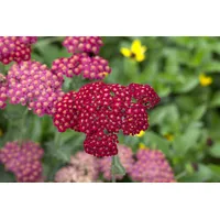 Pflanzen Für Dich Achillea millefolium 'Red Velvet' Schafgarbe, ca.