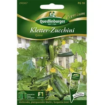 Quedlinburger Saatgut - Kletterzucchini Quine Samen